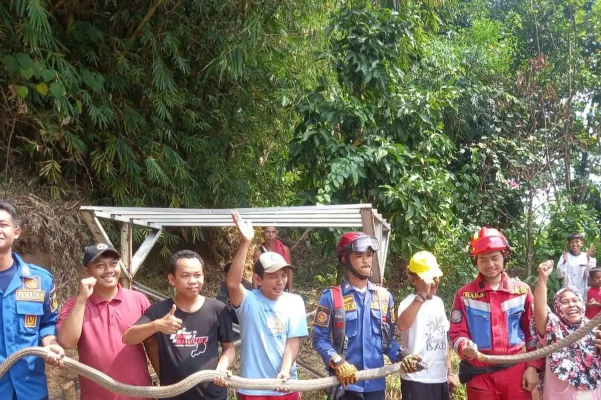 Geger di Jonggol! Emak-Emak Panik Temukan Dua Ular King Kobra Raksasa Sedang Kawin di Pemukiman