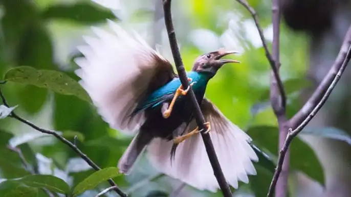 Cendrawasih Sayap Putih Bidadari Halmahera yang Bikin Dunia Takjub