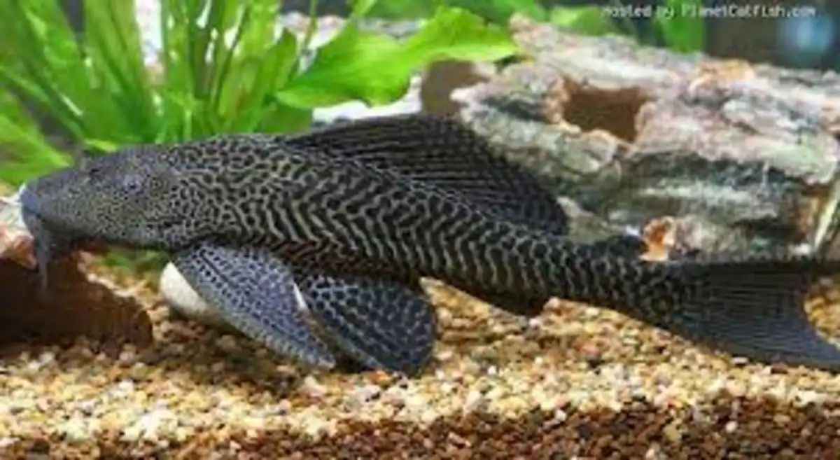 Ikan Sapu-Sapu: Dari "Pembersih Akuarium" Jadi Ancaman Ekosistem