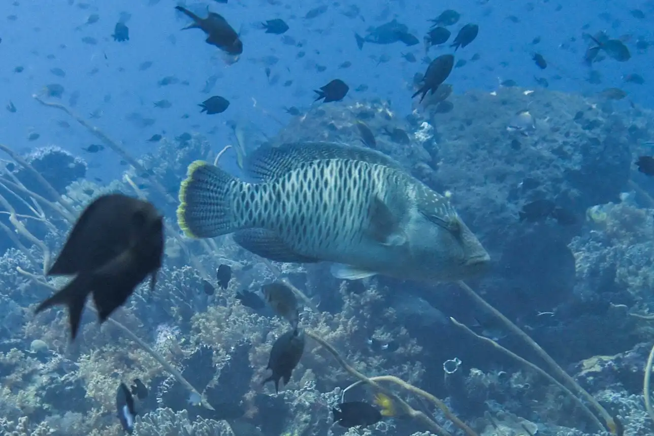 Ekonomi Biru Wakatobi: Saat Menjaga Laut Jadi Sumber Pemasukan Utama Warga