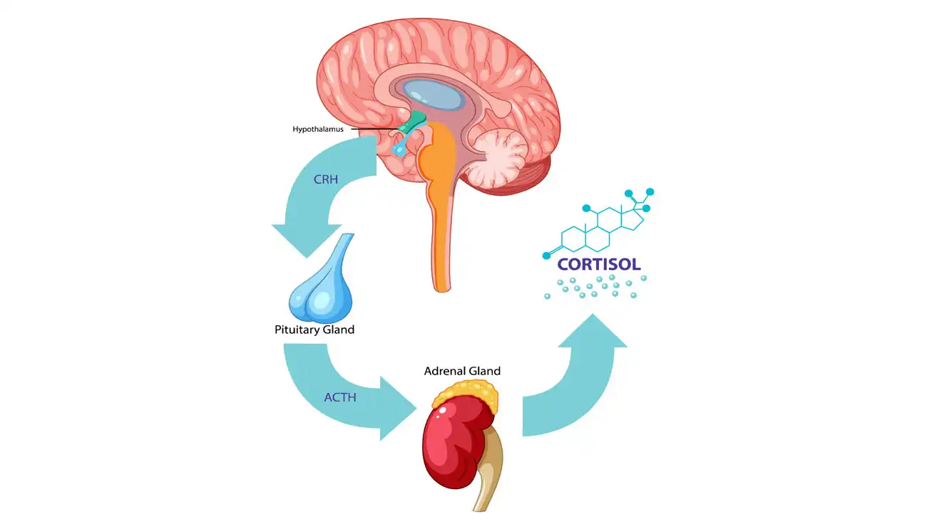  Kelenjar Adrenal: Logika Respon Fight or Flight dan Dampak Stres Jangka Panjang pada Organ Dalam