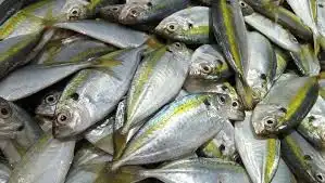 Cerdas Pilih Ikan Pilihan Jenis Ikan Rendah Merkuri untuk Kesehatan Keluarga Tercinta