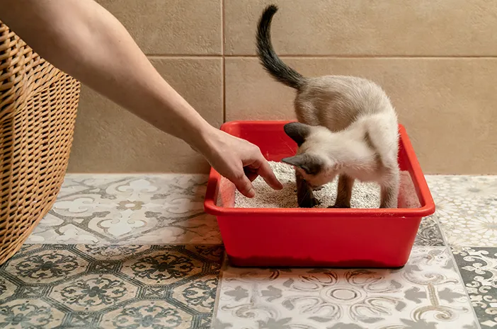 Cara Ampuh Membersihkan Bulu Kucing dan Anjing yang Menempel di Sofa dan Karpet