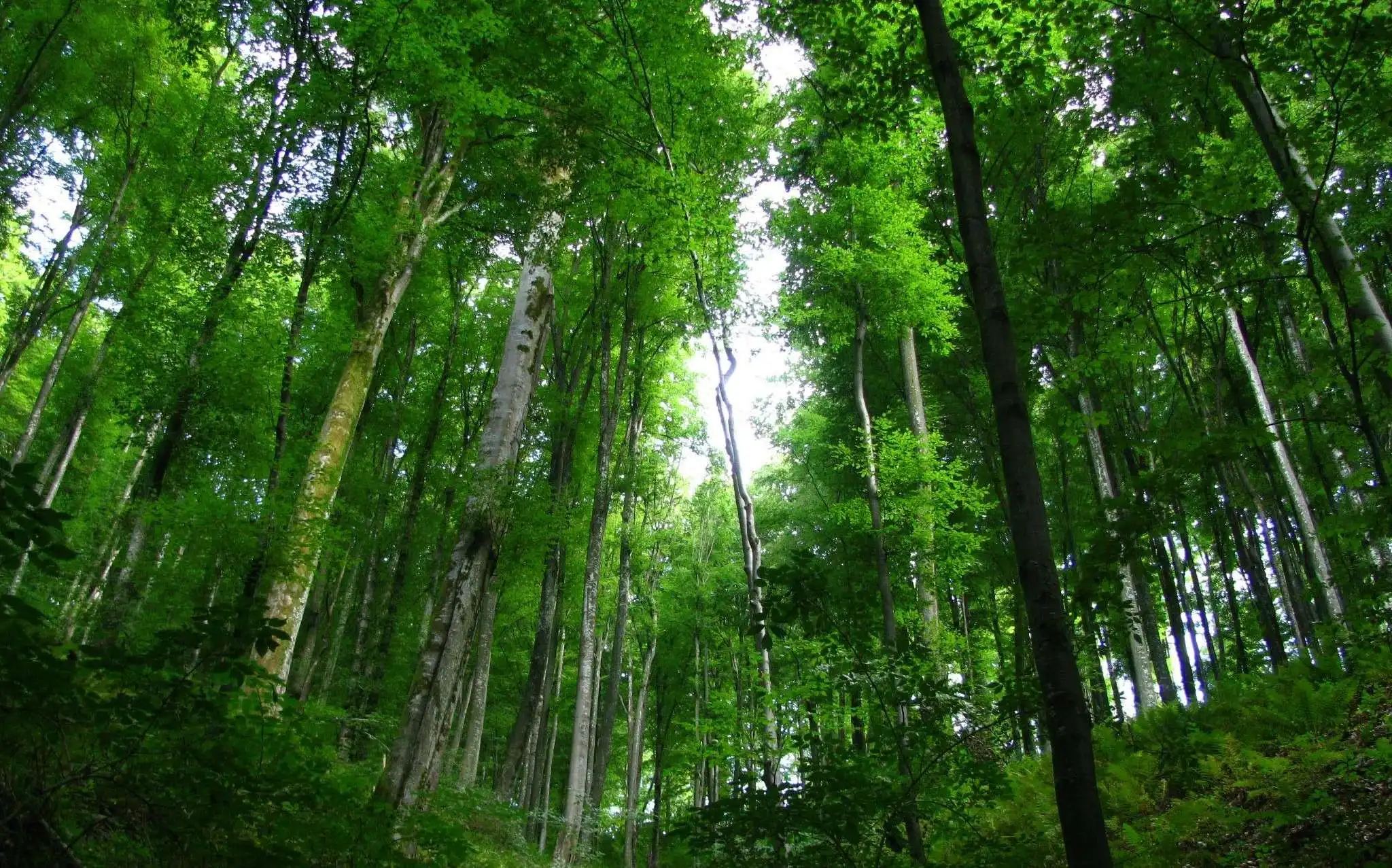 Hutan Ternyata Punya "Internet"! Mengenal Wood Wide Web, Cara Pohon Saling Curhat di Bawah Tanah