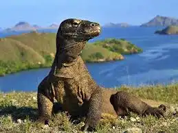 Rahasia Arus Selat Lintah Mengapa Perairan Komodo Disebut Sebagai Galápagos Asia
