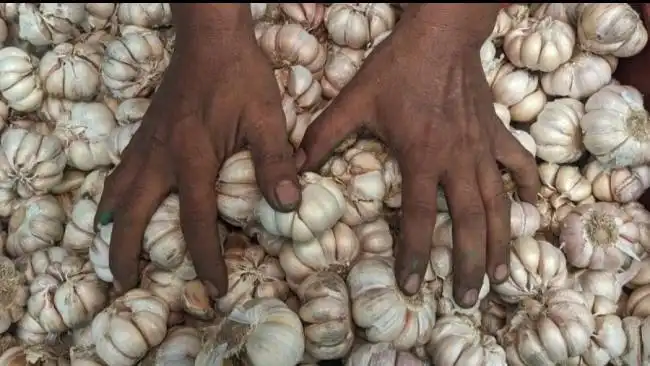 Bikin Ibu Rumah Tangga Menjerit, Harga Bawang Putih Tembus Rp100 Ribu per Kilogram!