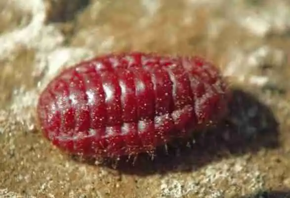 Sering Dimakan Tapi Tak Tahu? Ternyata Warna Merah pada Yogurt dan Susu Berasal dari Serangga Ini