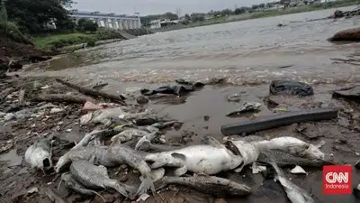 Kebakaran Pabrik Pestisida di Tangsel, BPLH Tindak Lanjuti Jalur Hukum Atas Perkara Pidana Lingkungan