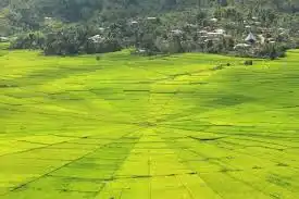 Keunikan Sawah Lingko Tradisi Pembagian Lahan Berbentuk Jaring Laba-Laba di Flores
