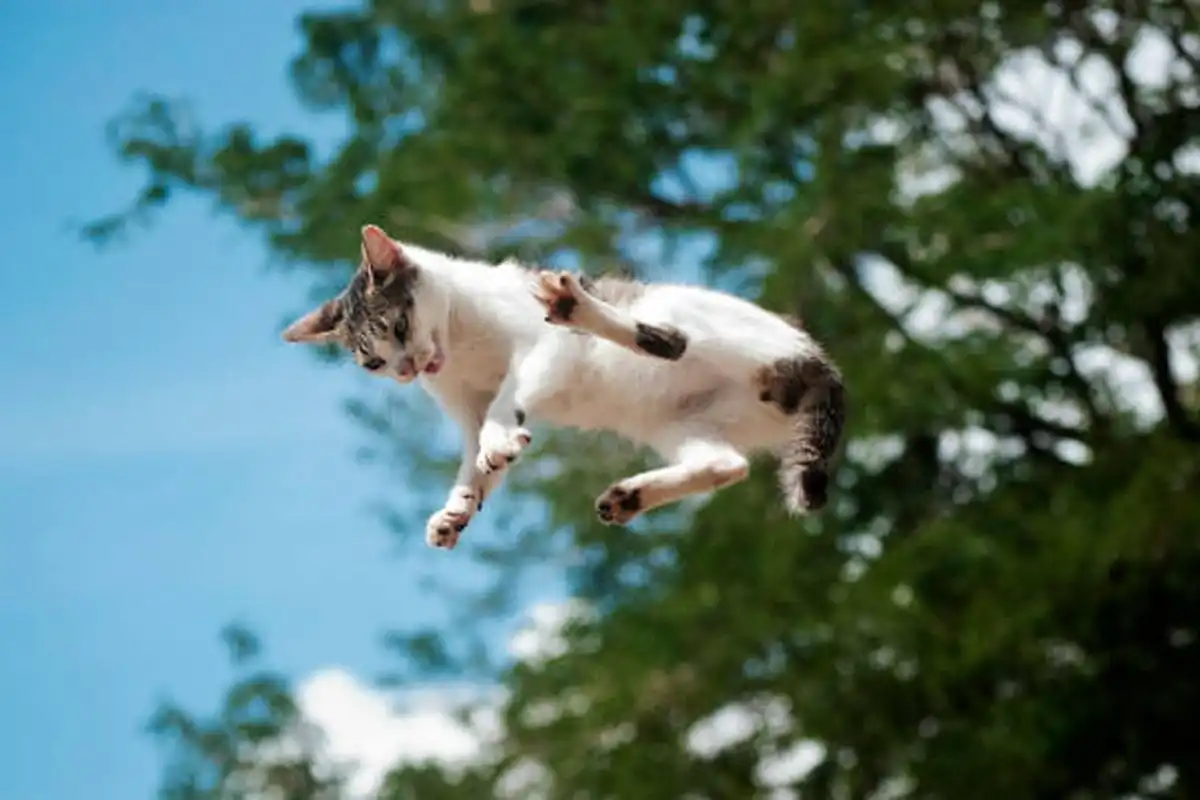 5 Fakta Unik Refleks Kucing Saat Jatuh, Penjelasan Fisikanya Menakjubkan!