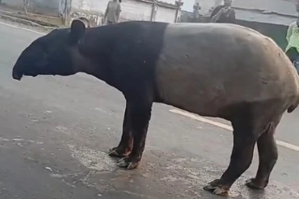 Tragis! Satwa Langka Tapir yang Berkeliaran di Lampung Malah Disembelih dan Dimasak Rica-Rica