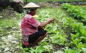 Gak Asal Tumpuk! Rahasia Posisi Matahari yang Bikin Panen Sayur Vertikal Melejit
