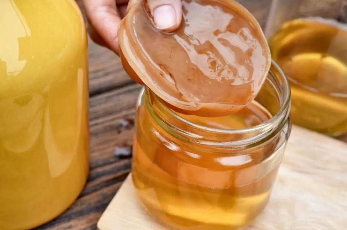 Mau Bikin Kombucha Sendiri? Kenalan Dulu sama SCOBY, Makhluk Unik yang Kaya Probiotik