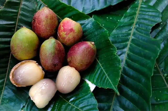 Mengenal Buah Matoa, Si Manis dari Papua dengan Segudang Manfaat