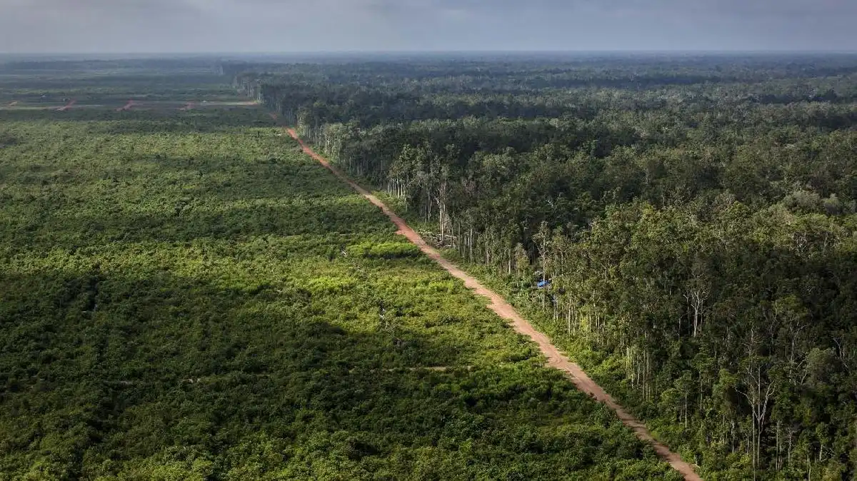 Hubungan Antara Struktur Tanah Vulkanik Sumatra dan Curah Hujan Tinggi terhadap Keberhasilan Budidaya Sawit
