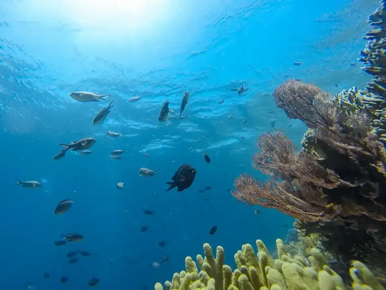 Gak Perlu Filter! Alasan Air Laut Tomia Jadi Standar Foto Bawah Laut Dunia