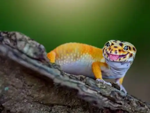 Ingin Pelihara Reptil? 4 Jenis Kadal Hias yang Paling Ramah untuk Pemula