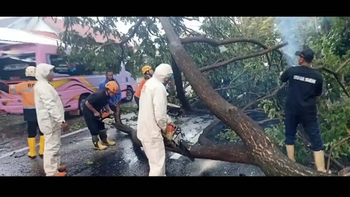 Angin Kencang Landa Muntilan, Hingga Pohon Tumbang