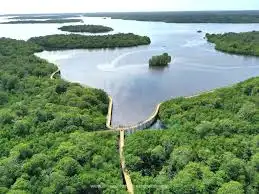 Bukan Sekadar Pohon! Rahasia Mangrove Natuna Jadi Tameng Kuat Lawan Gempuran Pasifik