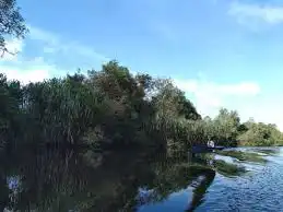 Mengenal Paru-paru Samudra: Mengapa Kelestarian Mangrove di Kalimantan Pengaruhi Stok Ikan Dunia?