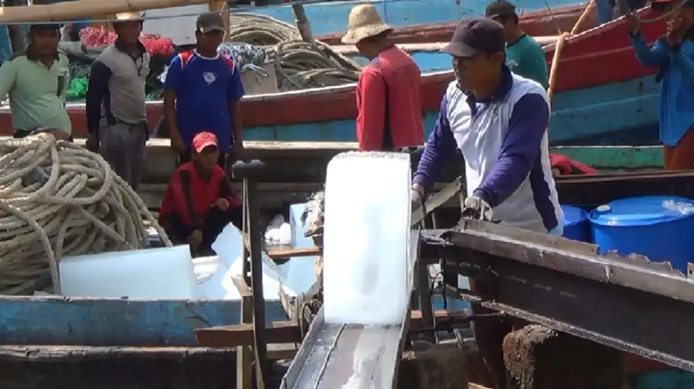 Bukan Cuma Dingin! Alasan Sains Kenapa Es Balok Gak Cukup Buat Jaga Ikan Ekspor