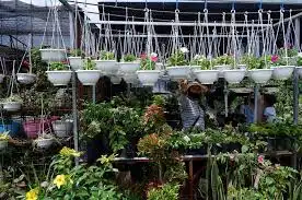 Tanaman Hias atau Pemurni Udara Alami serta Penjelasan Ilmiah Mengenai Kemampuan Flora dalam Menyerap Racun di Ruang Tertutup