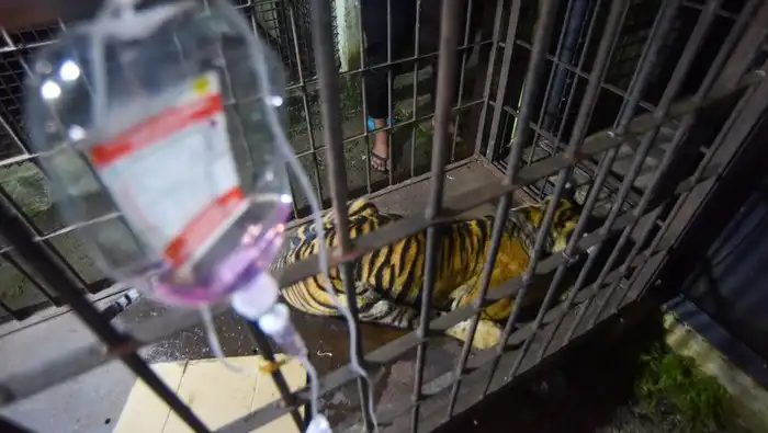 Kena Jerat Babi, Anak Harimau Sumatera Berhasil Dievakuasi BKSDA Setelah 6 Jam