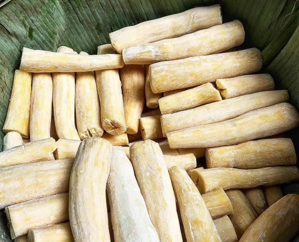 Sains di Balik Fermentasi Peuyeum: Mengapa Singkong Bandung Memiliki Rasa yang Khas?