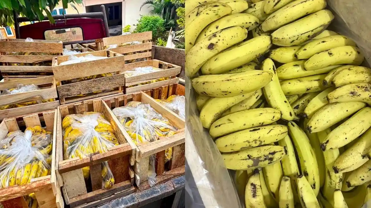 Dibatalkan Sepihak, Pedagang Pisang Program MBG Lampung Selamat dari Kerugian Berkat Warganet