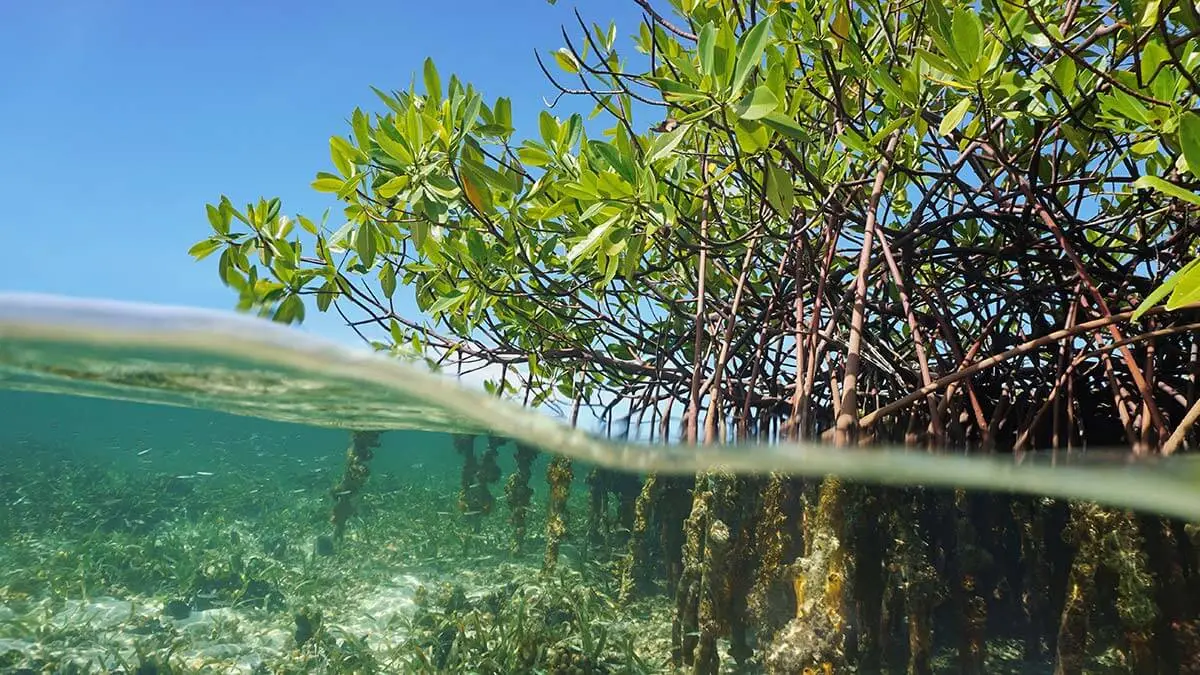 Mengapa Mangrove Lebih Efektif Menyerap Karbon Dibanding Hutan Daratan?