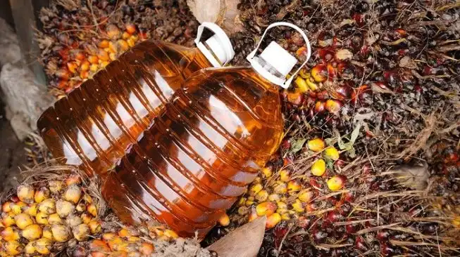 Perjalanan Minyak Sawit dan Analisis Alur Distribusi dari Tandan Buah Segar hingga Menjadi Produk Refinasi Berkualitas