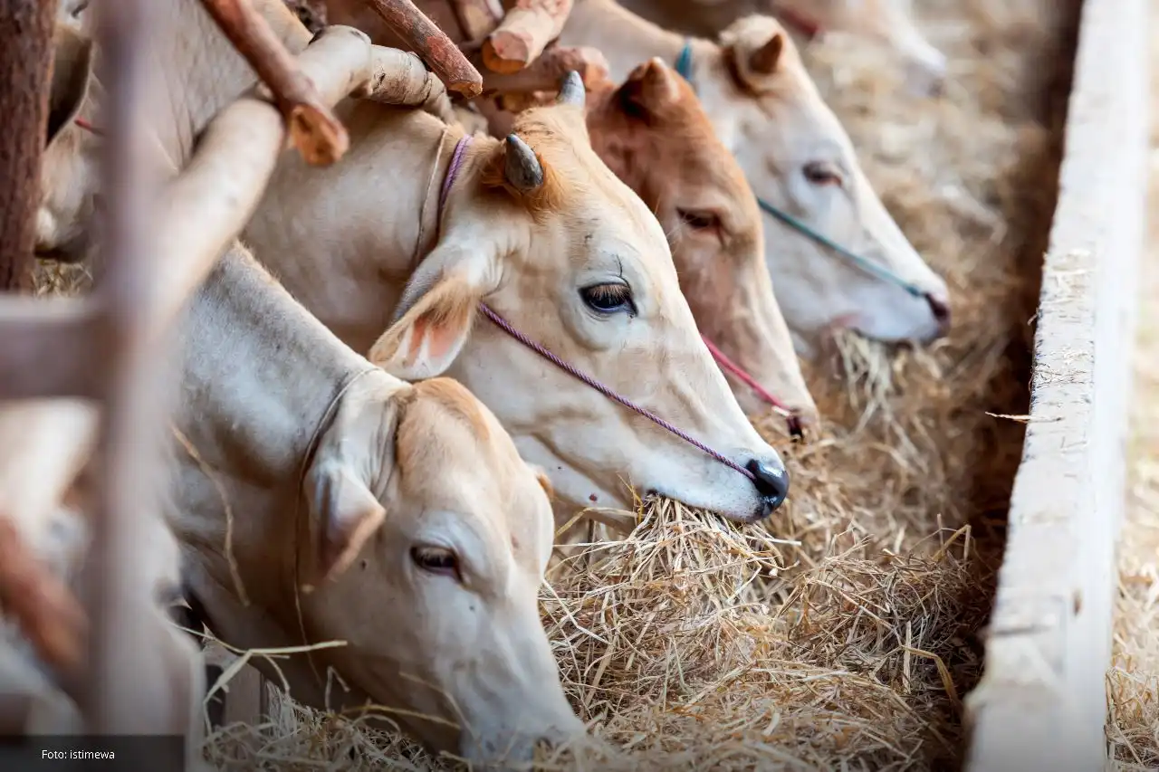 Jangan Sampai Salah Pilih, Begini Tips Praktis Mengecek Sapi dan Kambing yang Sudah Poel