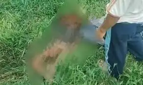Bocah 9 Tahun Ditemukan Meninggal di Jasinga, Diduga Jadi Korban Serangan Anjing Pemburu