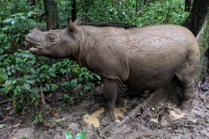 Tinggal Dua Ekor, Badak Kalimantan Bertaruh pada Teknologi Bayi Tabung untuk Hindari Kepunahan