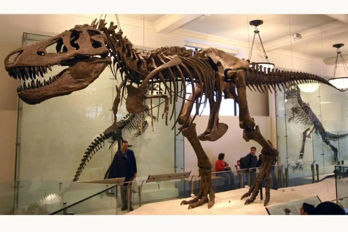 Terbongkar Lewat Paleontologi Modern, Ini Alasan T-Rex Zaman Dulu Berbulu Lebat