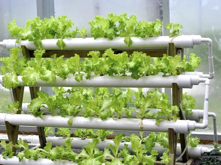 Gak Perlu Lahan Luas! Ini Cara Mudah Tanam Pakcoy Hidroponik Pakai Botol Bekas