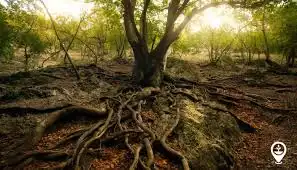 Bukan Makhluk Diam, Ternyata Sesama Pohon di Hutan Bisa Saling Curhat Lewat 'Wood Wide Web'!