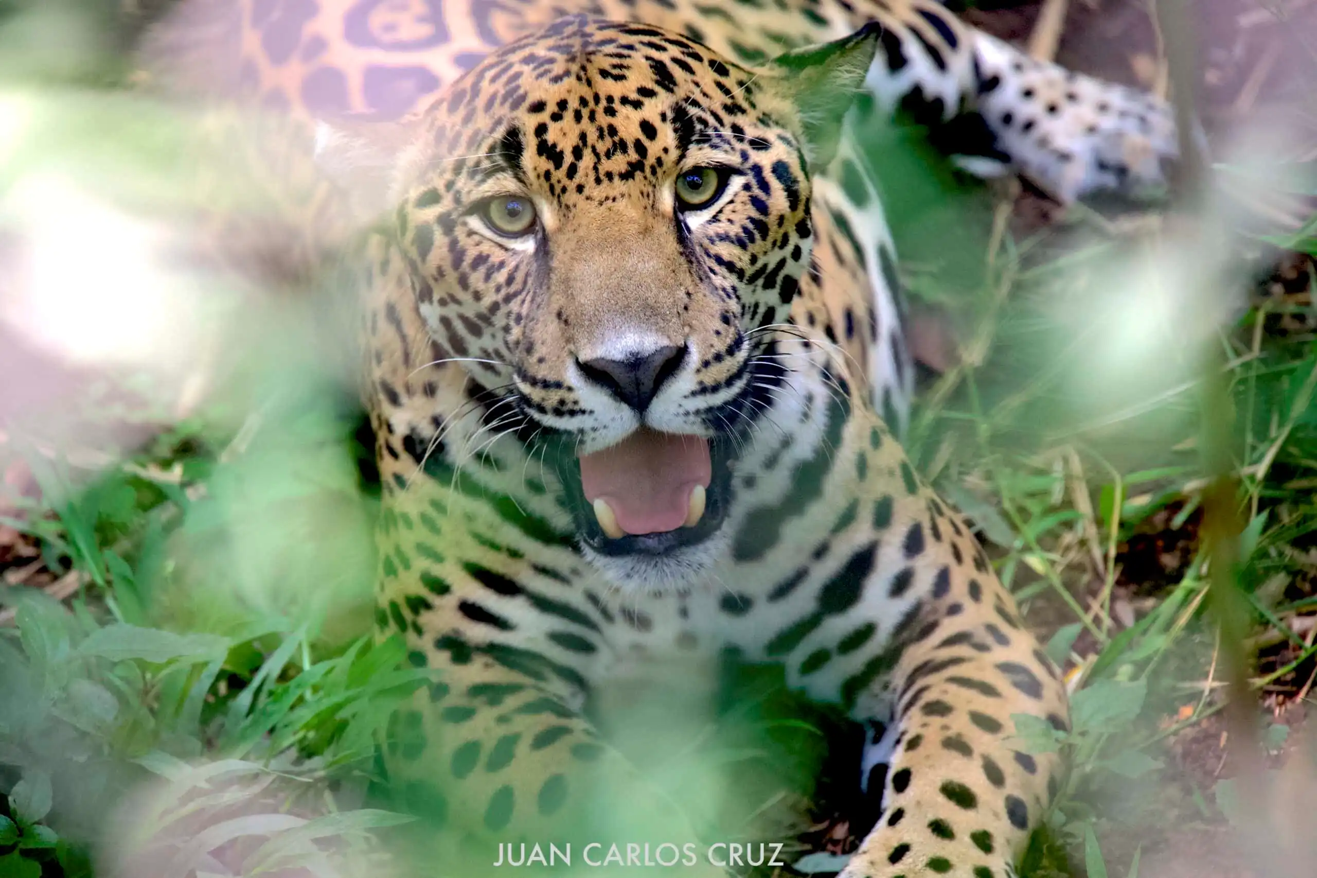 Jaguar sang Penjaga Harmoni: Kekuatan di Balik Keseimbangan Ekosistem Hutan