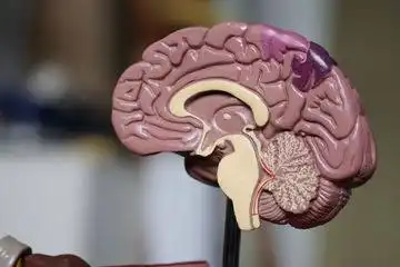 Cegah Pikun Sejak Dini, Strategi Melatih Otak Agar Tetap Fokus dan Tajam Setiap Hari
