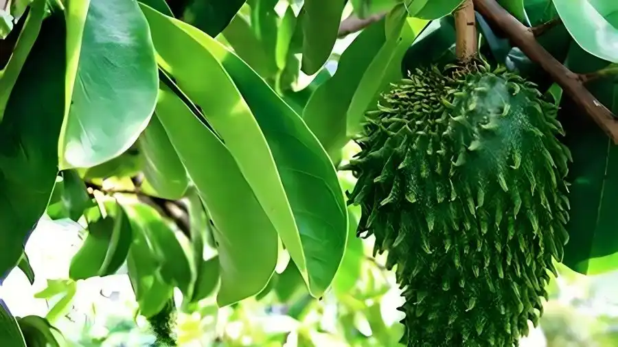 Ingin Lawan Sel Kanker? Coba Terapi Berkemah dan Konsumsi Herbal Nusantara