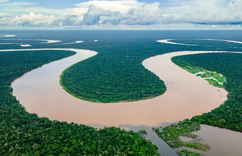 Rahasia Keanekaragaman Hayati Mengapa Hutan Amazon Begitu Kaya Spesies Pohon