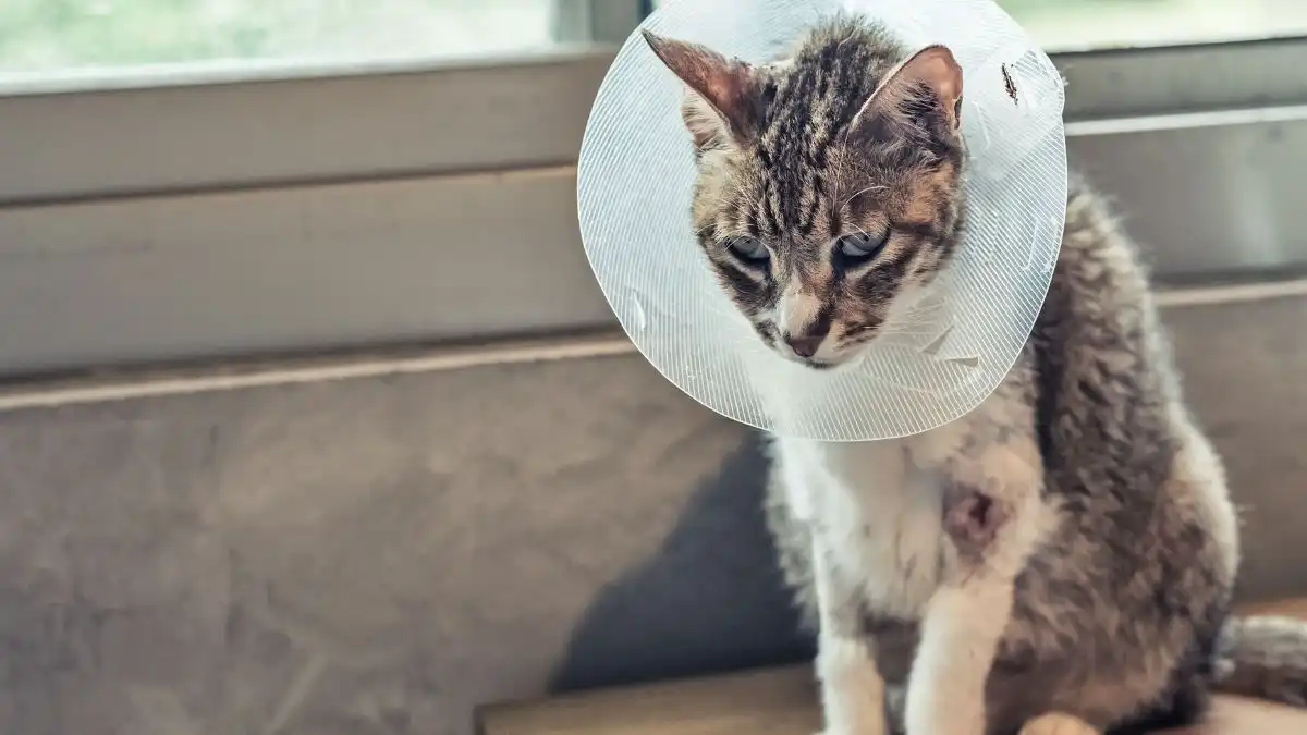 Kenali Tanda-Tandanya: Cara Ampuh Mengatasi Kucing dan Anjing yang Stres di Rumah