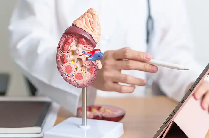 Keajaiban 1 Juta Nefron: Mengenal Mekanisme Filter Darah yang Bekerja 40 Kali Sehari