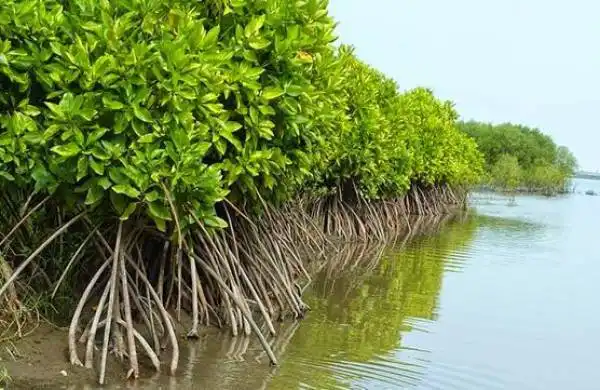 Mengapa Ekosistem Mangrove Penting? Benteng Alami Penjaga Wilayah Pesisir