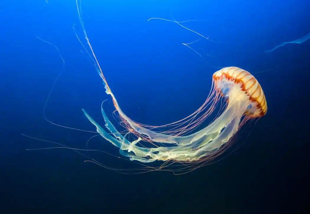 Fakta Menarik Ubur-ubur, Makhluk Laut Unik yang Penuh Misteri