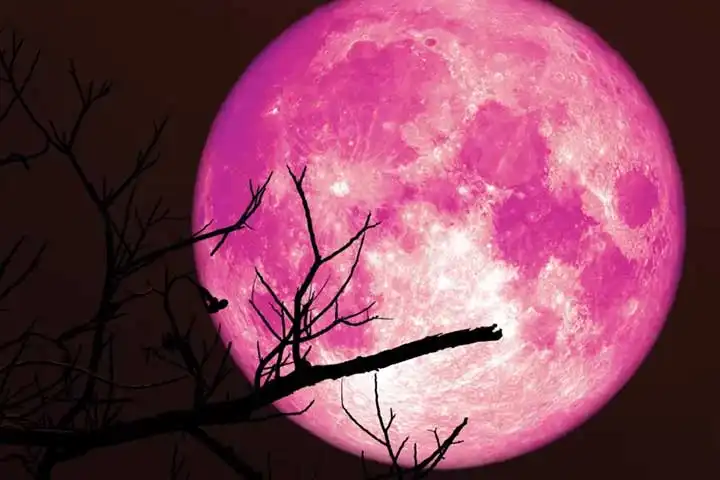 Fenomena Strawberry Moon 2026 Hiasi Langit 29 Juni, Ini Fakta dan Cara Menyaksikannya