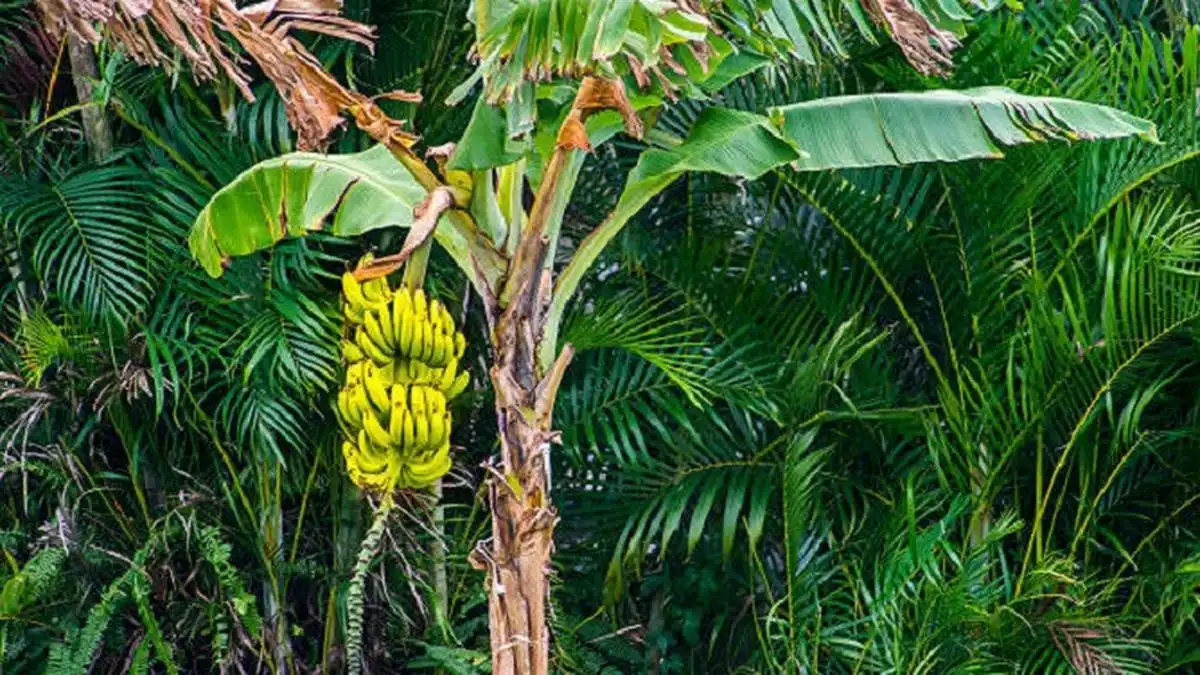 Jangan Sampai Tertukar Inilah Alasan Ilmiah Mengapa Pisang Masuk Klasifikasi Beri dan Stroberi Tidak