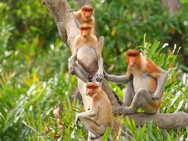 Mengenal Bekantan, Kera Belanda Khas Kalimantan yang Jago Berenang