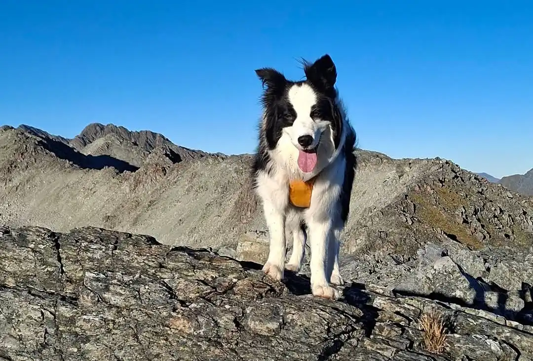 Bertahan Hidup 7 Hari di Hutan, Molly si Border Collie Ditemukan Selamat