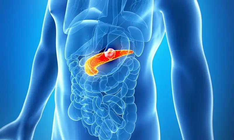 Pankreas sebagai Penjaga Energi: Bagaimana Sel Mendapatkan Bahan Bakar Melalui Insulin